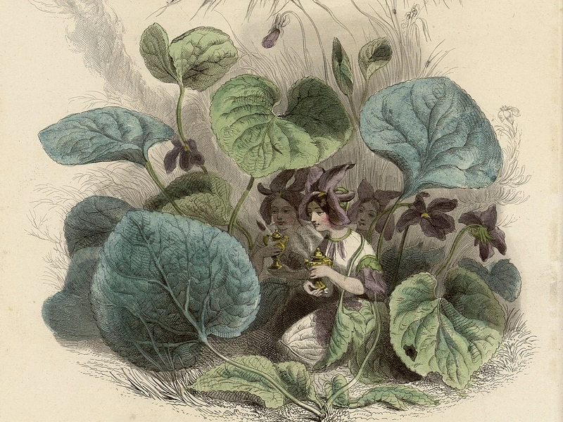 1803-Ignace-Isidore Gérard - Violette